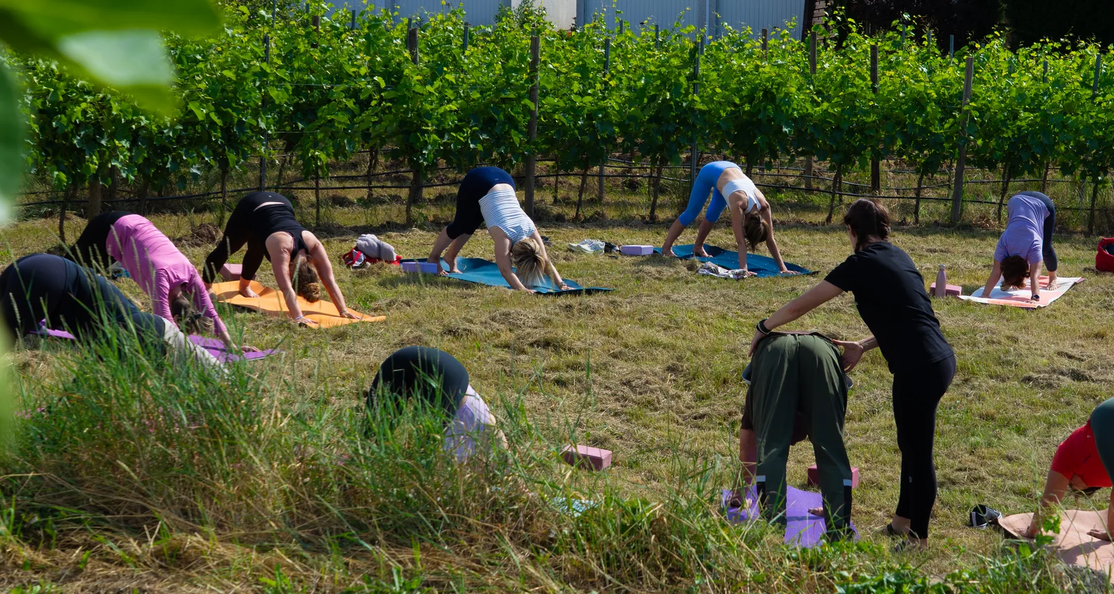 Power-Yoga-Gruppe beim Outdoor-Kurs am Weingut in Worms – Melanie unterstützt eine Teilnehmerin im herabschauenden Hund